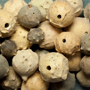 Gall nuts with escape holes.